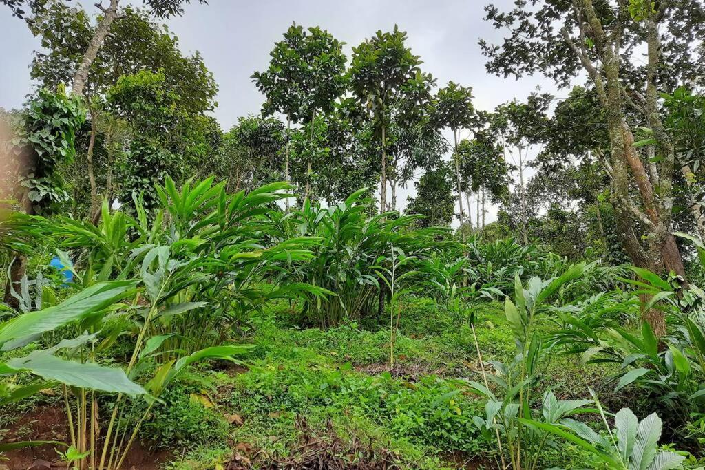 Farmstay In ചില്ലുകൂടാരം At Les Domki Et Al. Vagamon Dış mekan fotoğraf
